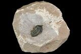 Pseudocryphaeus (Cryphina) Trilobite - Lghaft, morocco #153908-1
